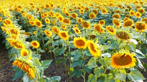 Sunflower field Stock Footage 58359136