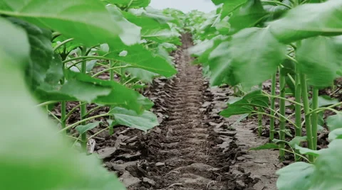 Sunflower field Stock Footage 58804579