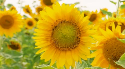 Sunflower field Stock Footage 64908256