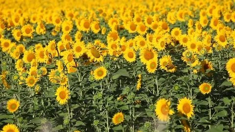Sunflower field Stock Footage 76518460