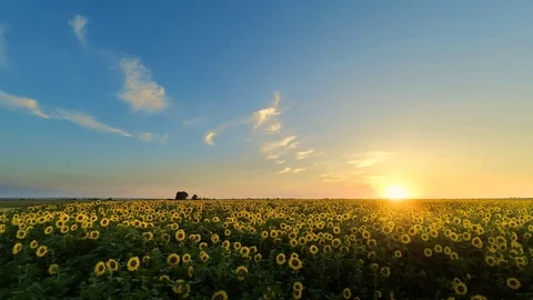 Sunflower field Stockbeeldmateriaal 77589259