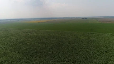 Sunflower field Stock Footage 78544153