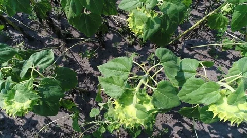 Sunflower field 스톡 동영상 78545864