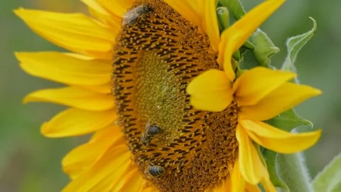 Sunflower in the field Stock Footage 79141794
