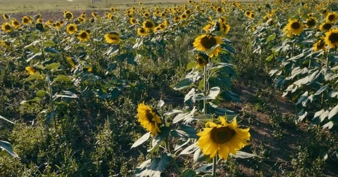 Sunflower Field Stock Footage 80440092