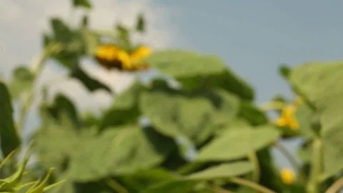 Sunflower field Stock Footage 82302477