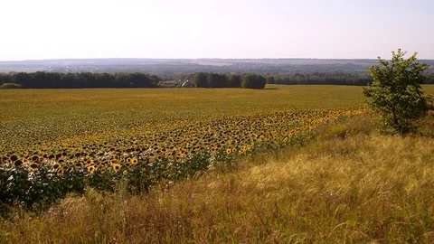 Sunflower field. 스톡 동영상 82388276