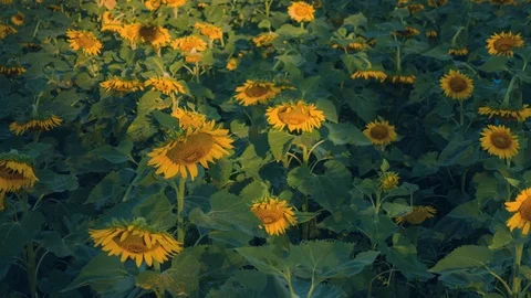 Sunflower field. Stock Footage 86927103
