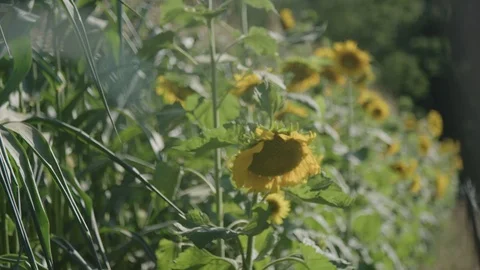 Sunflower field Vídeo Stock 90035884