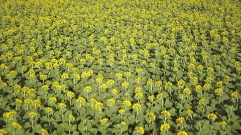 Sunflower field 動画素材 91685515