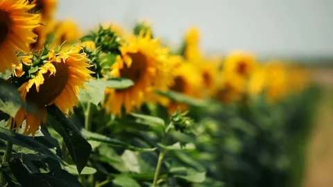 Sunflower field Stock Footage 91888366