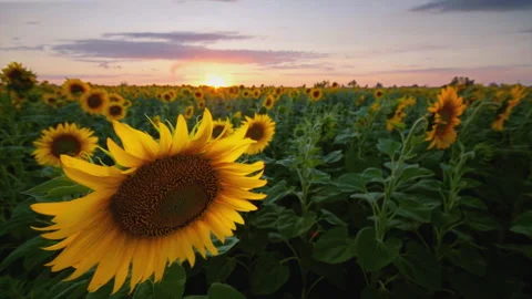 Sunflower field Stockbeeldmateriaal 92336112