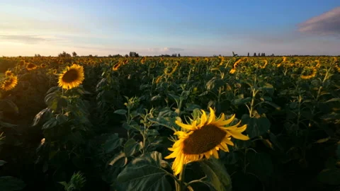 Sunflower field Stockbeeldmateriaal 92336115