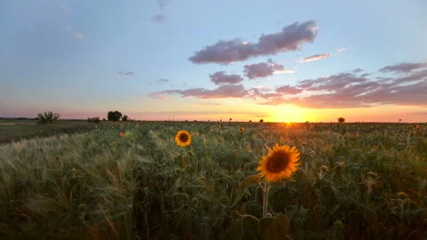 Sunflower field Stockbeeldmateriaal 92336174