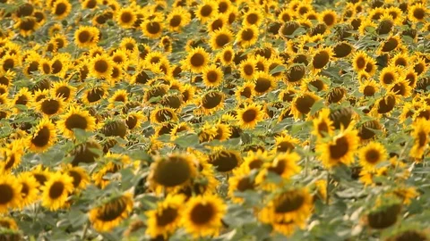 Sunflower field Stock Footage 92587106