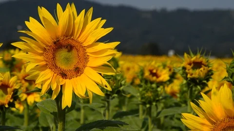 Sunflower field Stock Footage 94327130