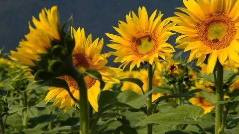 Sunflower field Stock Footage 94327250