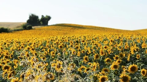 Sunflower field 動画素材 96041615