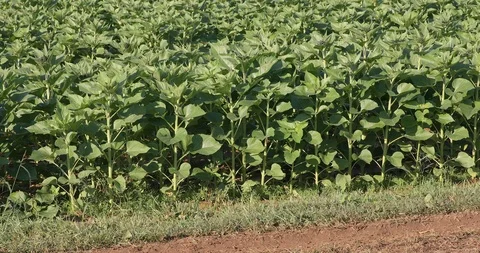 Sunflower Field Stock Footage 96699727
