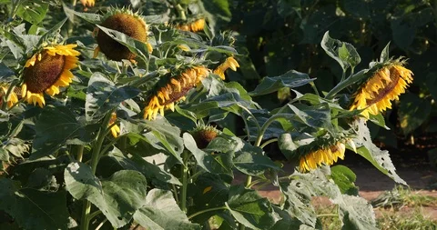 Sunflower Field Stock Footage 96699908