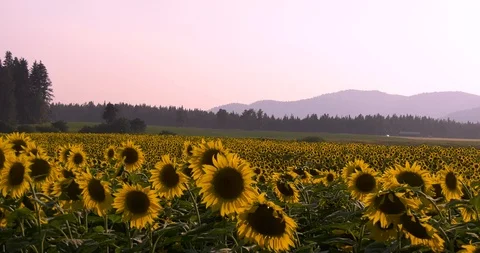 Sunflower Field Stock Footage 103125554