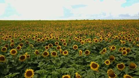 Sunflower field Video stock 106813287
