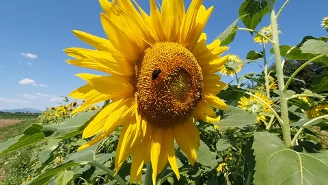 Sunflower in a field Stock Footage 123347240