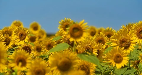 Sunflower field. Stock Footage 125905241