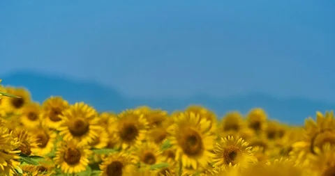 Sunflower field. Stock Footage 126575878