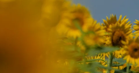Sunflower field. Stock Footage 126577913