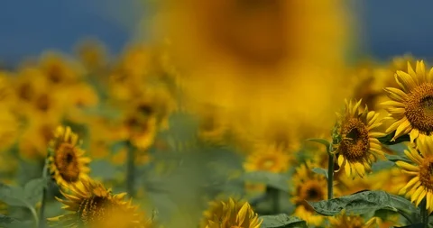 Sunflower field. Stock Footage 126578129