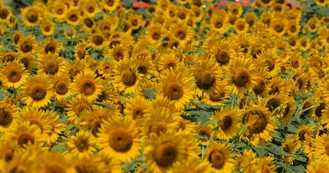 Sunflower field. 스톡 동영상 127024701