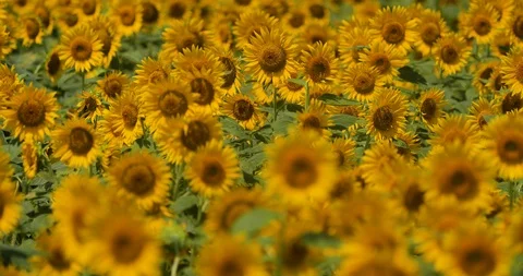 Sunflower field. Stock Footage 127054583
