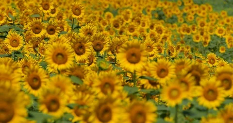 Sunflower field. Stock Footage 127054617
