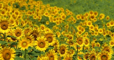 Sunflower field. Stock Footage 127245838