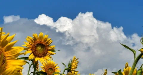 Sunflower field Stock Footage 129218459