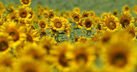 Sunflower field. Stock Footage 129221463