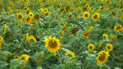 Sunflower Field 動画素材 130275441