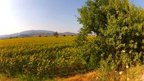 Sunflower field Stock Footage 130634497