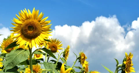Sunflower field. Stock-Footage 130832467
