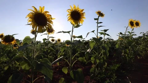 Sunflower Field Stock Footage 130995328