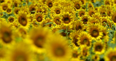 Sunflower field. Stock Footage 131075872