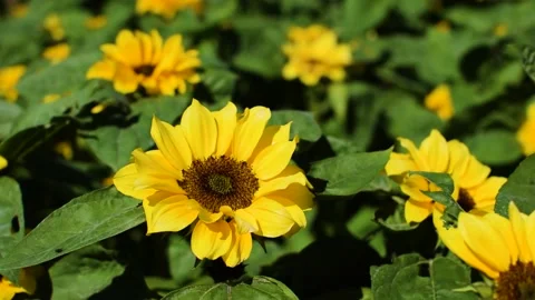 Sunflower field Stock Footage 131130930