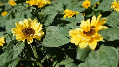 Sunflower field Stock Footage 131130935