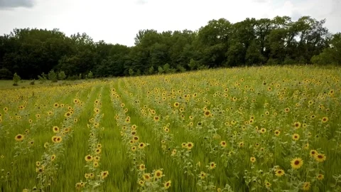 Sunflower Field Stock Footage 136668694