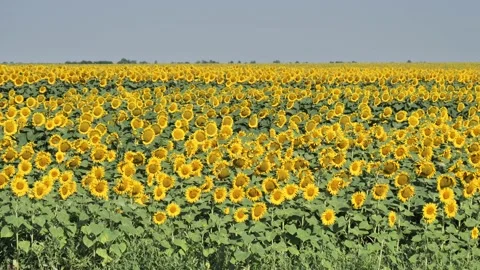 Sunflower field Stock Footage 137174866