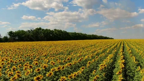 Sunflower field Stock Footage 137291973