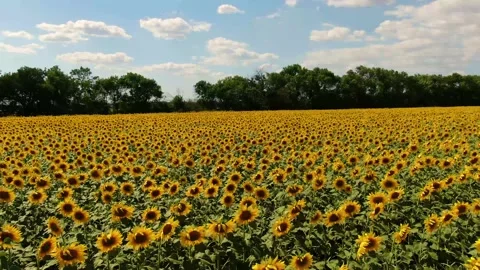 Sunflower field. Stock Footage 137292355