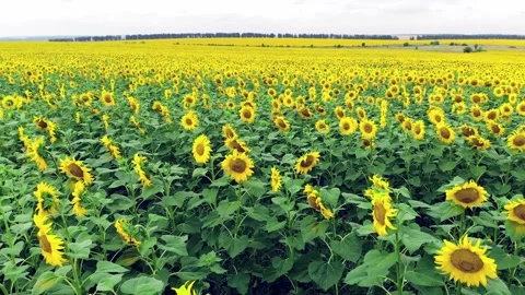 Sunflower field Video stock 142327142