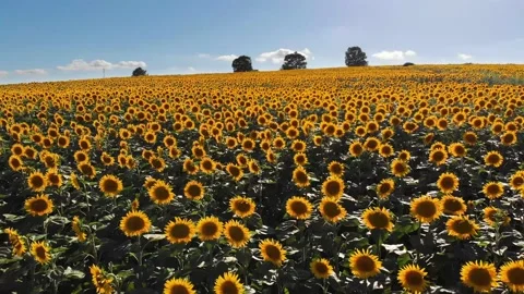 Sunflower field Stock Footage 144187105